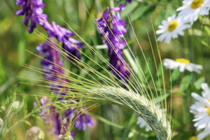 Lammas Ritual