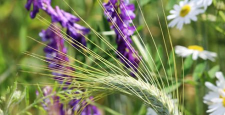 Lammas Ritual