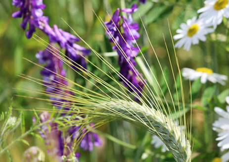 Lammas Ritual